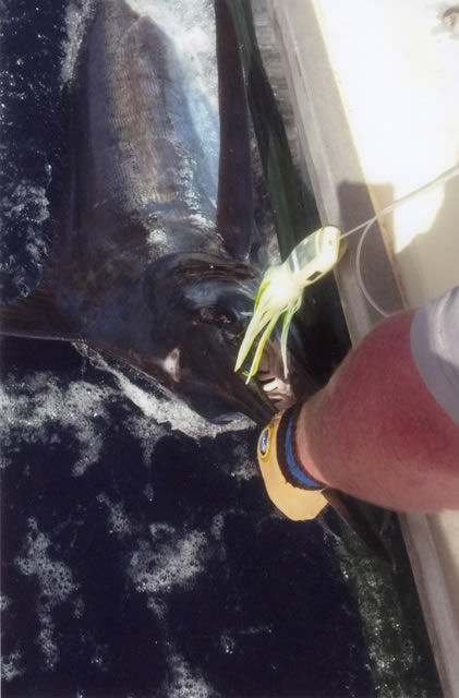 ANGLER: Randall Harrison SPECIES: Blue Marlin  WEIGHT: Est.180+ Kg. LURE: 14″ Lumo Chopper